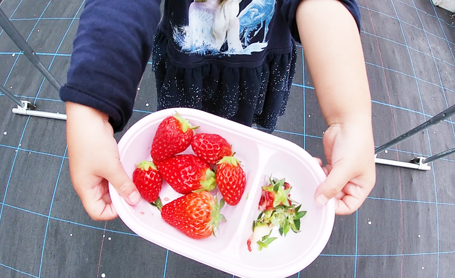 2歳の娘もたくさんイチゴを取ってます