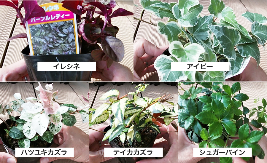 下草に選んだ5種類の植物、イレシネ、アイビー、ハツユキカズラ、テイカカズラ、シュガーバイン