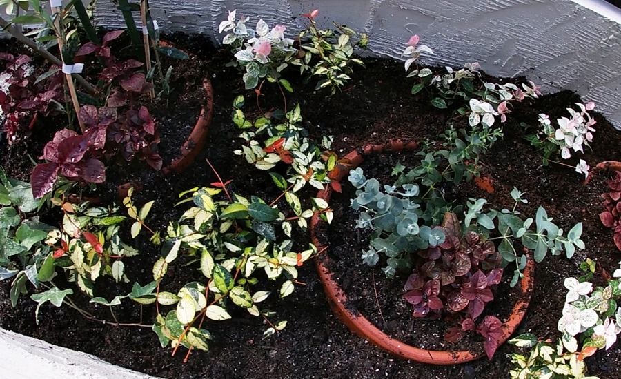 植物が育って大きくなってくれて、ようやく花壇が完成します