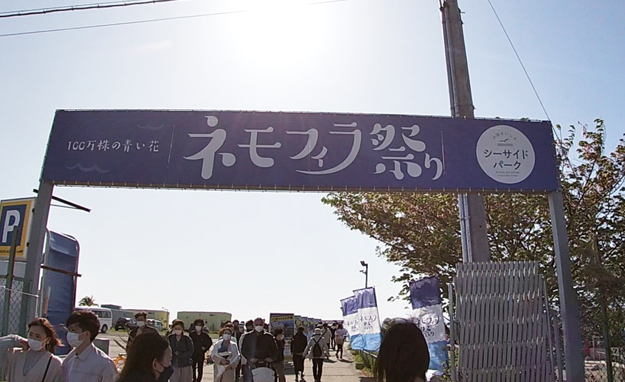 大阪舞洲で2019年から開催されているネモフィラ祭り