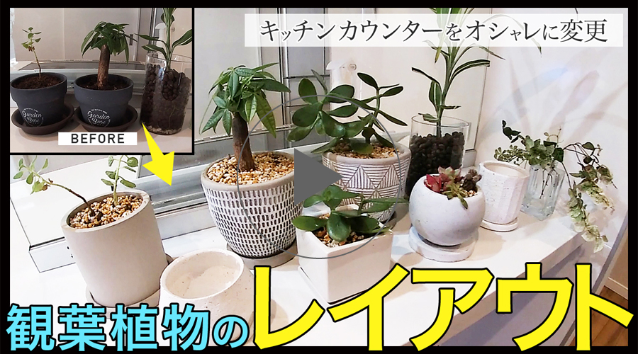キッチンカウンターの観葉植物レイアウトサムネ